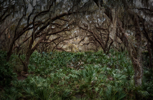 Maritime Forest