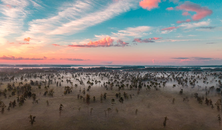 Foggy Pines