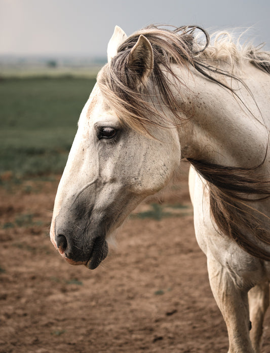 Wild Horse in Wind River Mountains