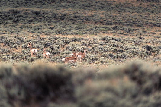 Pronghorn in Wind River Mountains of Wyoming