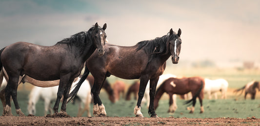 Wild Horses of Wind River Mountains