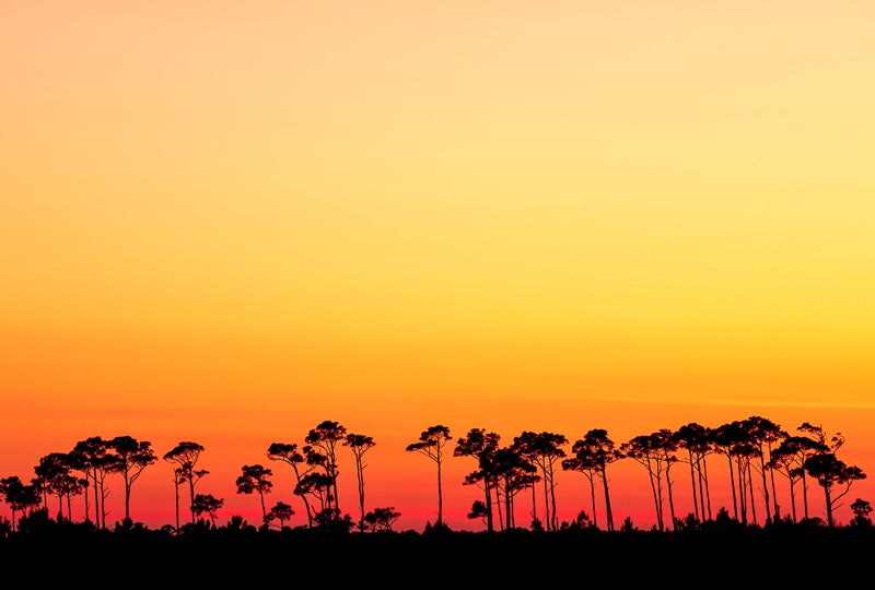 Trees and Colorful Sky