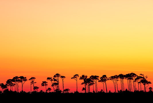 Trees and Colorful Sky