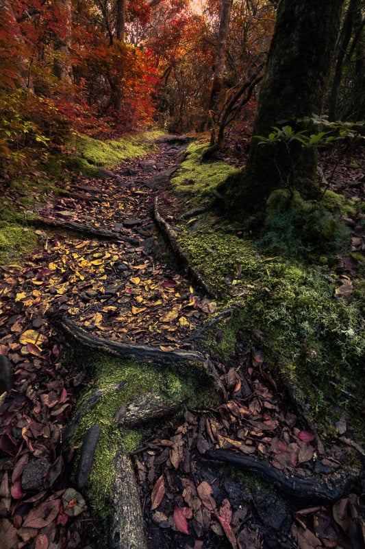 Appalachian Trail in the Fall