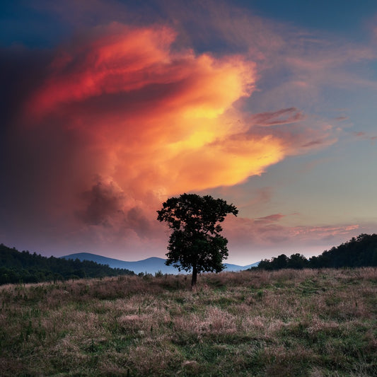 Tree Under Stormy Sunset