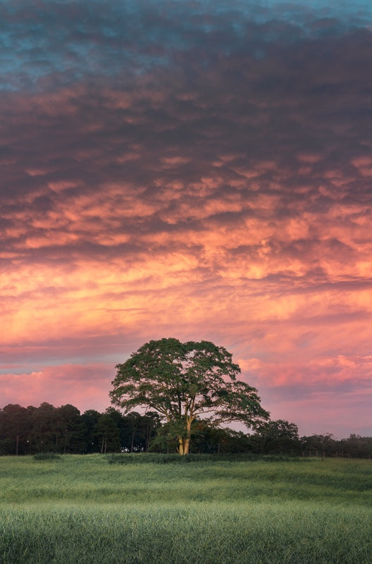 Tree Under Pink Sunset