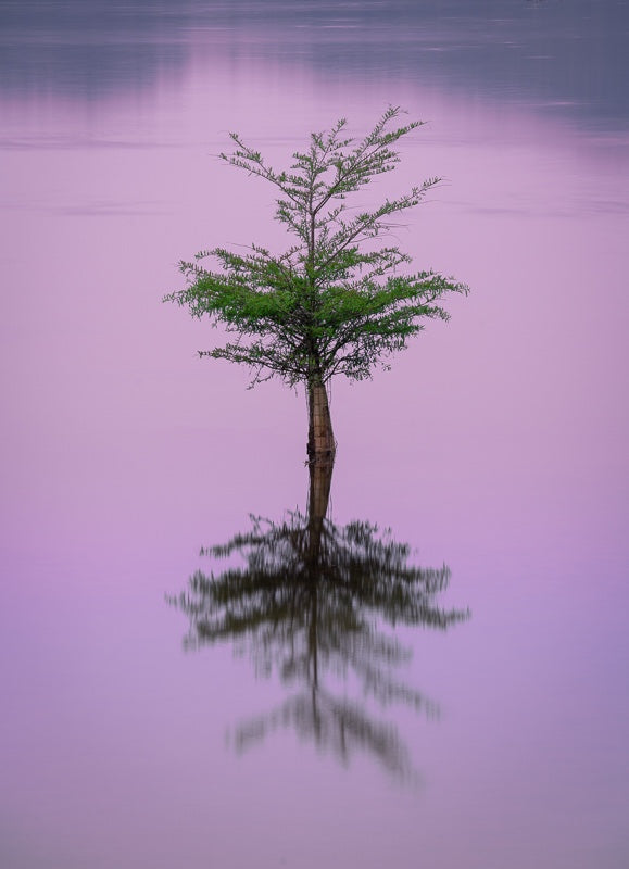 Cypress And Purple Sky