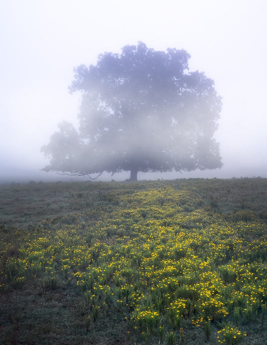 Tree and Wildflowers