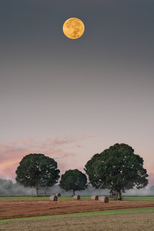 Three Trees Under a Full Moon