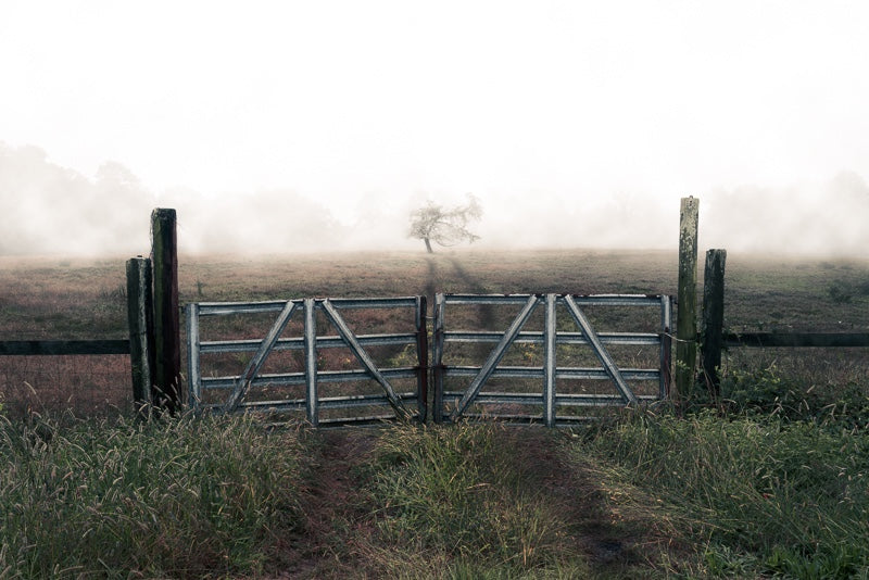 Foggy Tree in Field