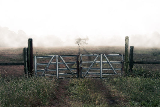 Foggy Tree in Field
