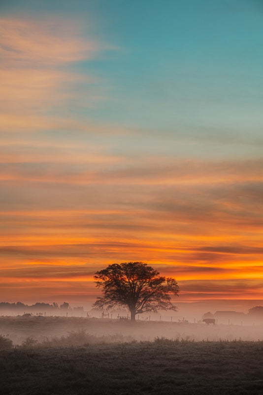 Misty Morning Sunrise