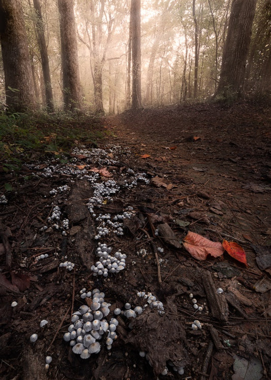 Tiny Mushrooms at Oconee Veterans Park