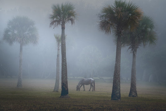 Horse in Fog on Cumberland Island