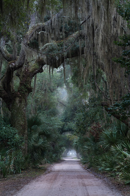 5'Oclock Traffic on Cumberland Island