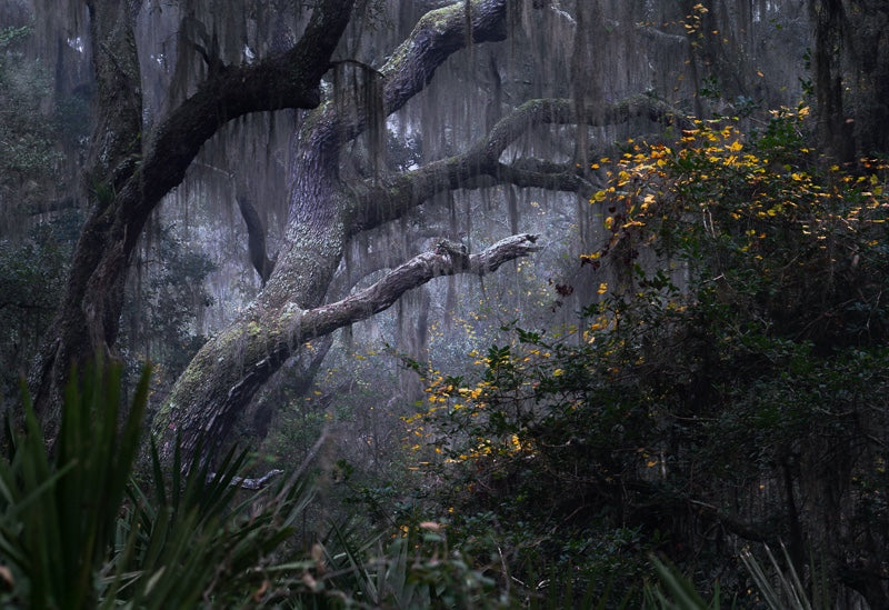 A Splash of Yellow on Cumberland Island