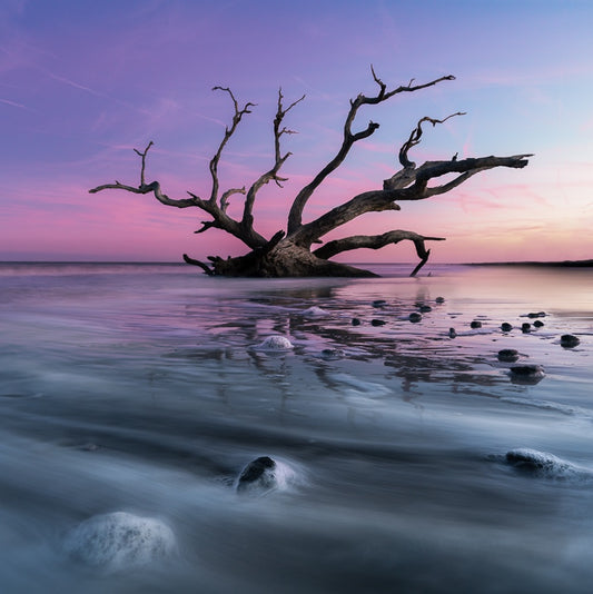 Sunset Magic on Driftwood Beach