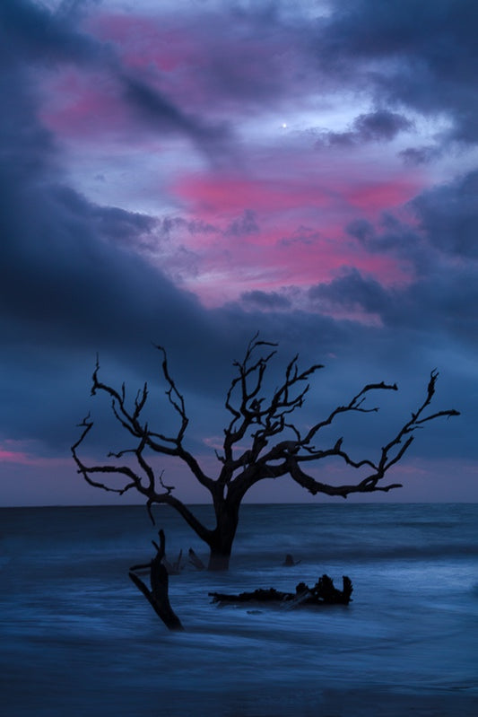Unexpected Color on Driftwood Beach