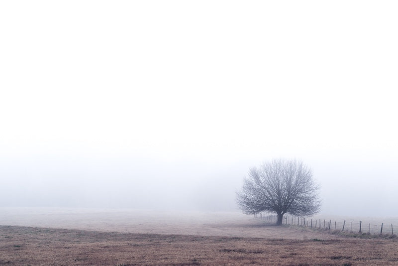 Foggy Tree in Oconee