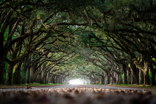Wormsloe