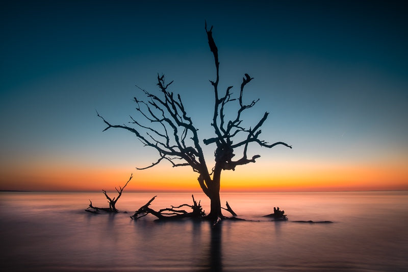 Driftwood Beach Blue Hour