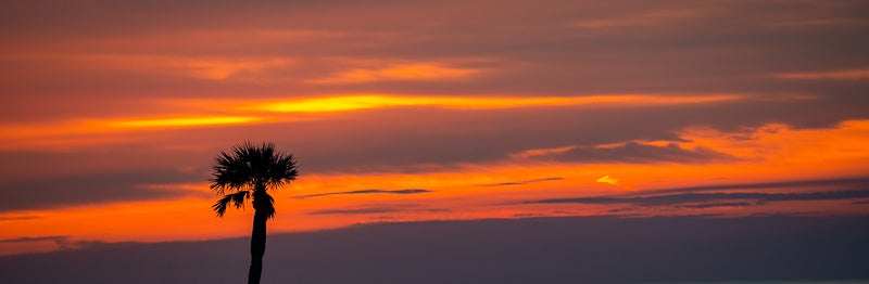 A Single Palm
