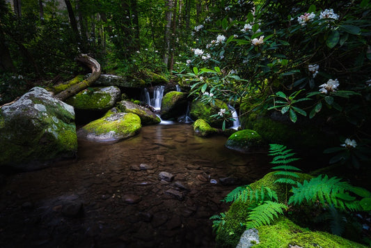 Oasis at Great Smoky Mountains National Park