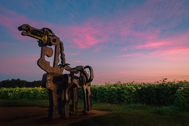Iron Horse and Sunflowers