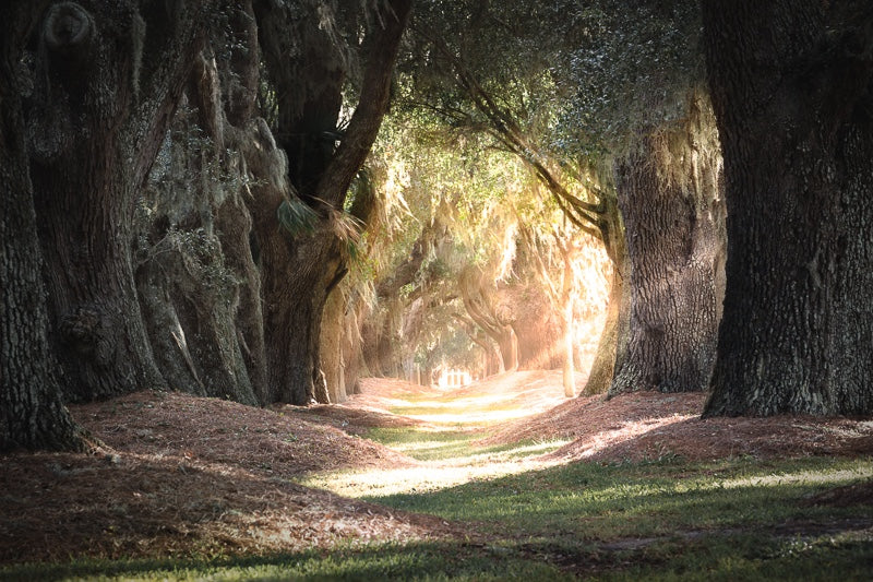 Avenue of the Oaks - Saint Simon's Island