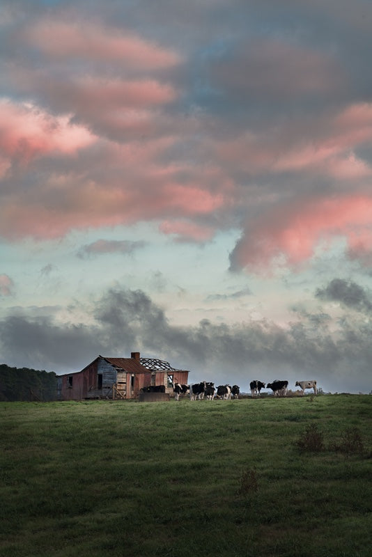 Cows in the Countryside