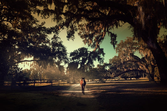 Wild Horse on Cumberland Island