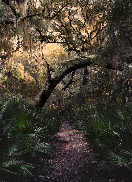 Hidden Pathways on Cumberland Island
