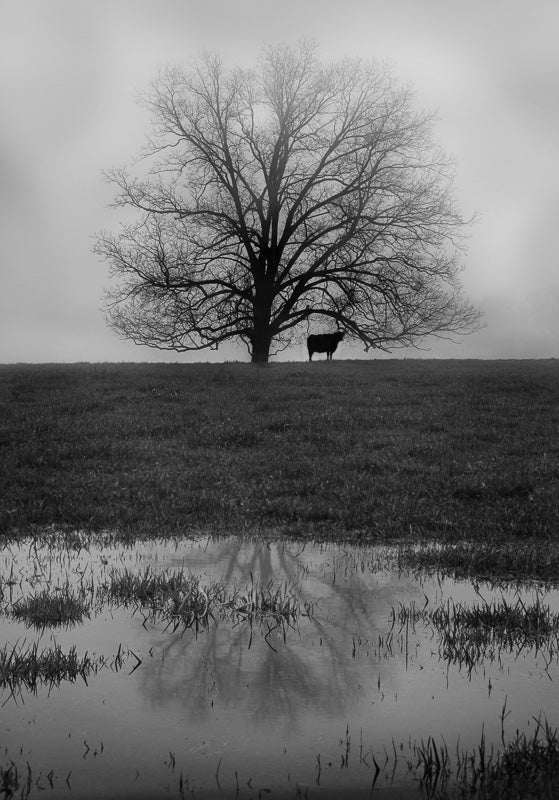Lonely Cow in Oconee