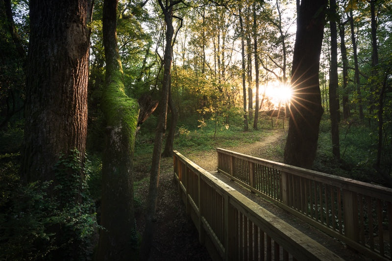 Watkinsville Woods