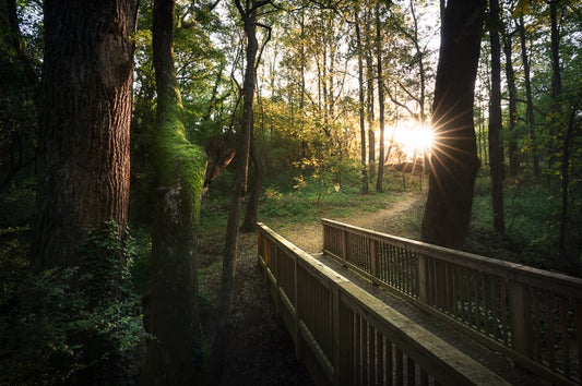 Watkinsville Woods