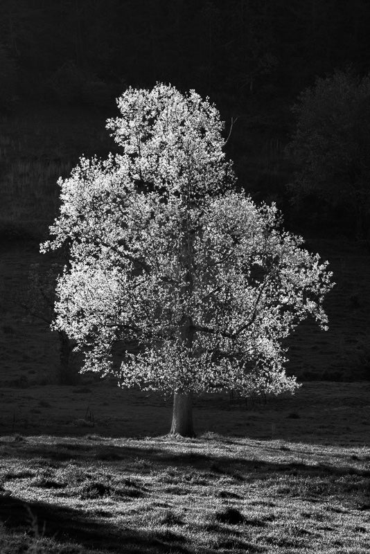 B&amp;W Morning Light