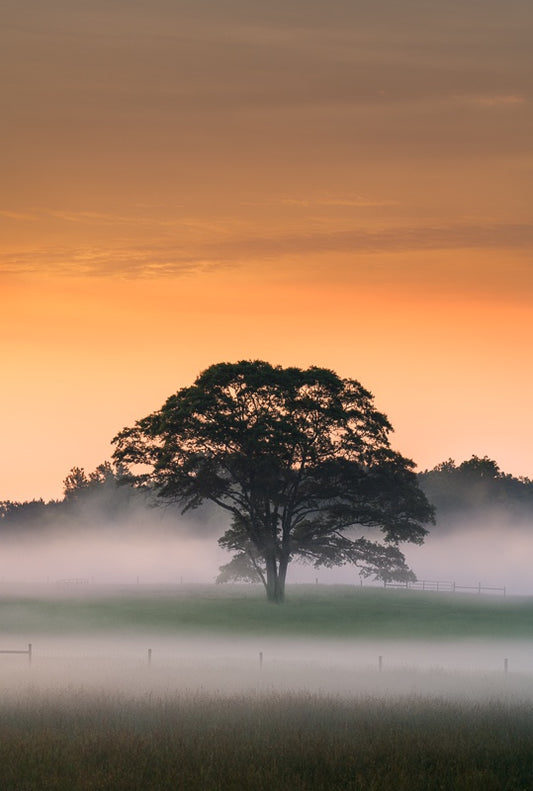Tree at Sunrise